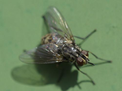 Réf. 268 577 : Stomoxys calcitrans